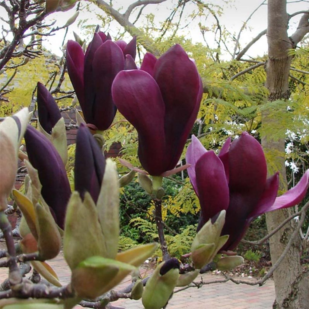 Magnolia Black Tulip Jurmag1