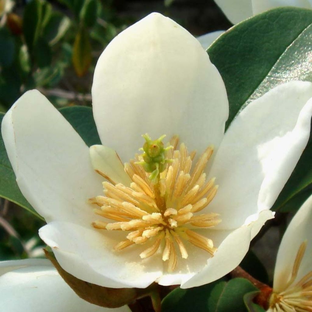 Magnolia dianica Summer Snowflake