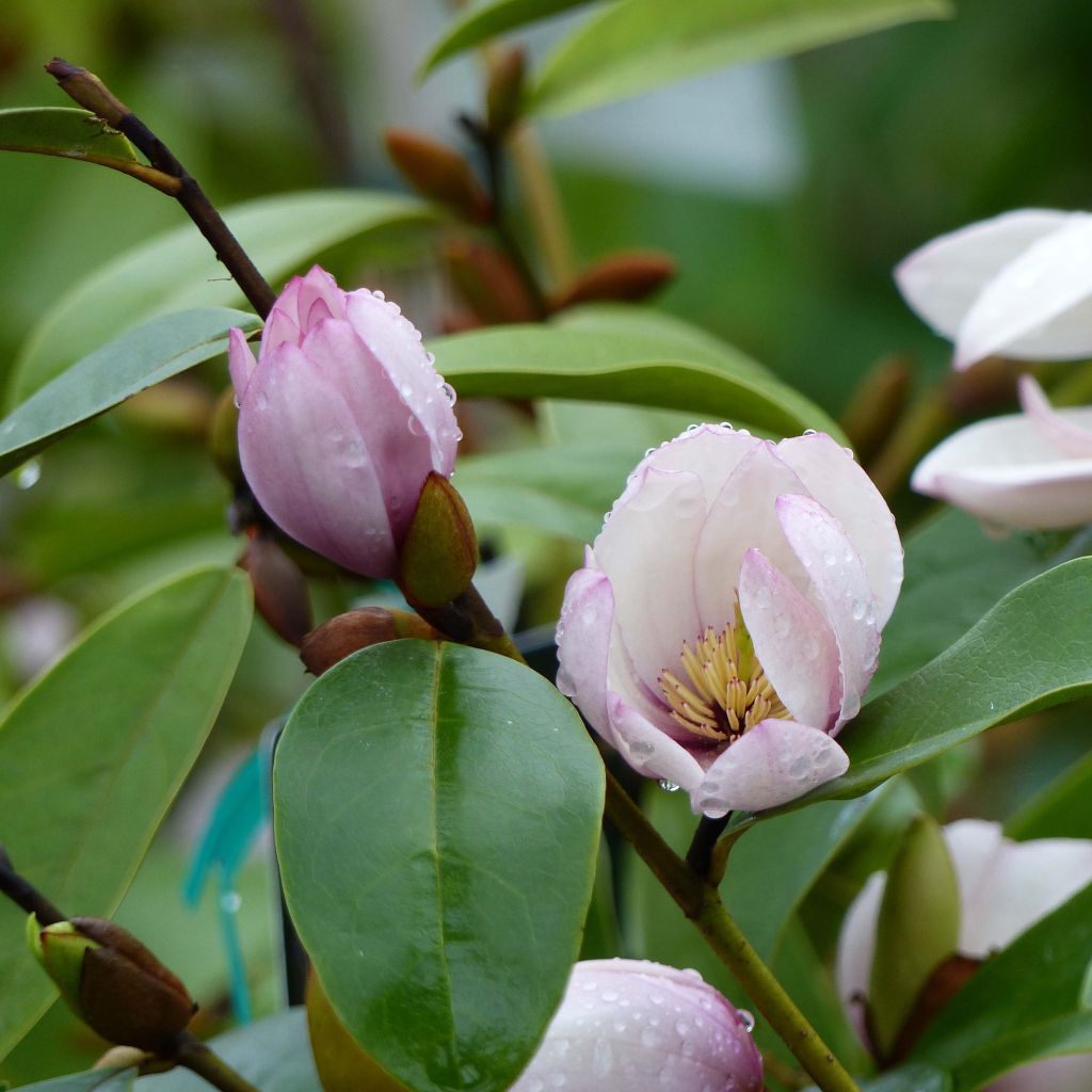 Magnolia Fairy Blush - Michelia hybrid