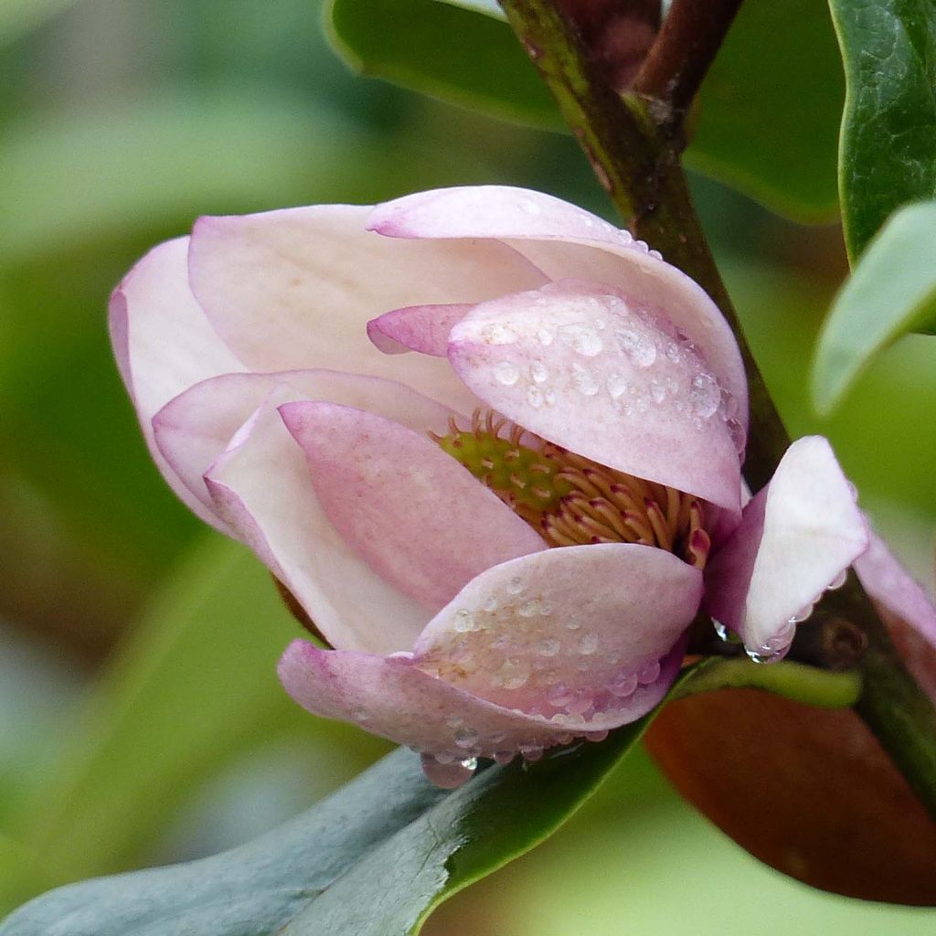 Magnolia Fairy Blush - Michelia hybrid
