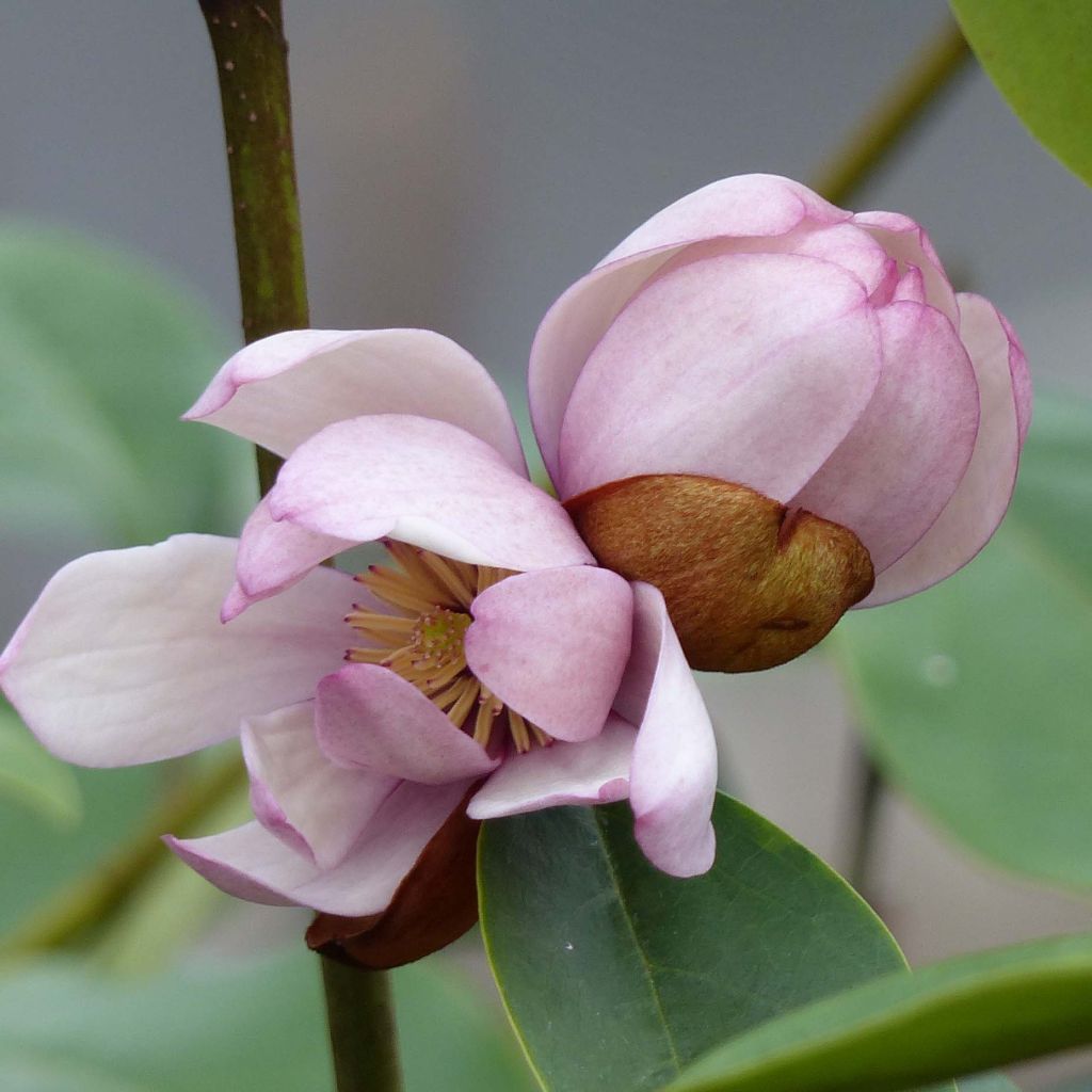 Magnolia Fairy Blush - Michelia hybrid