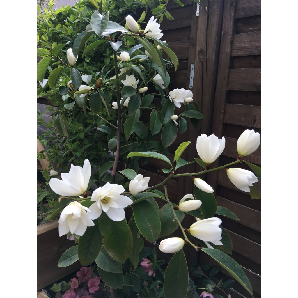 Magnolia Fairy White