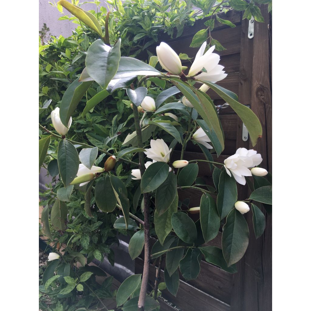 Magnolia Fairy White