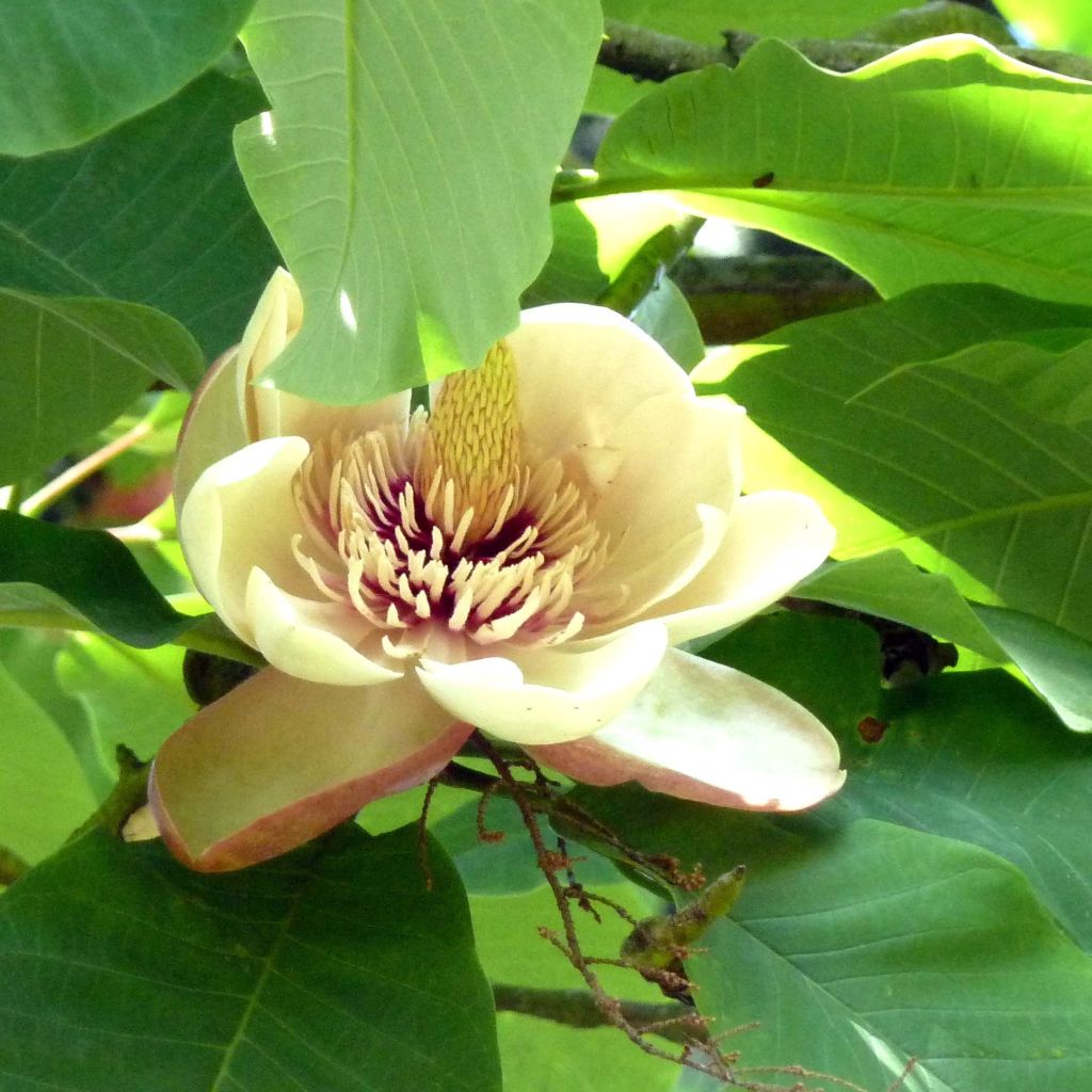 Magnolia hypoleuca