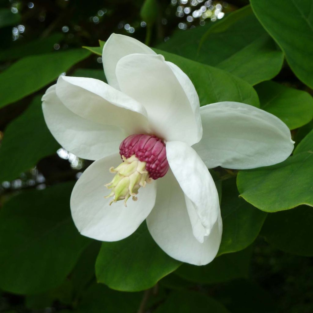 Magnolia sieboldii