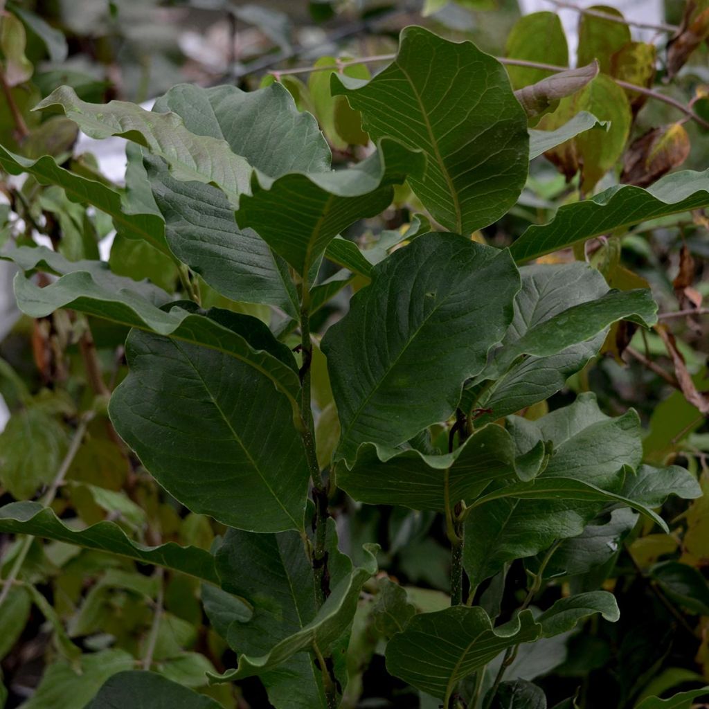 Magnolia stellata Rosea - Magnolia étoilé