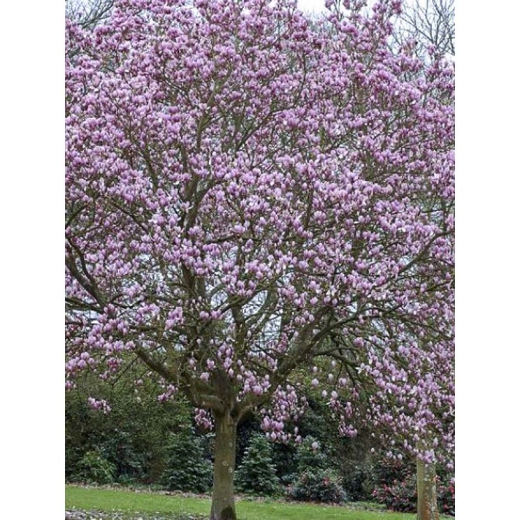 Magnolia  soulangeana Andre Leroy