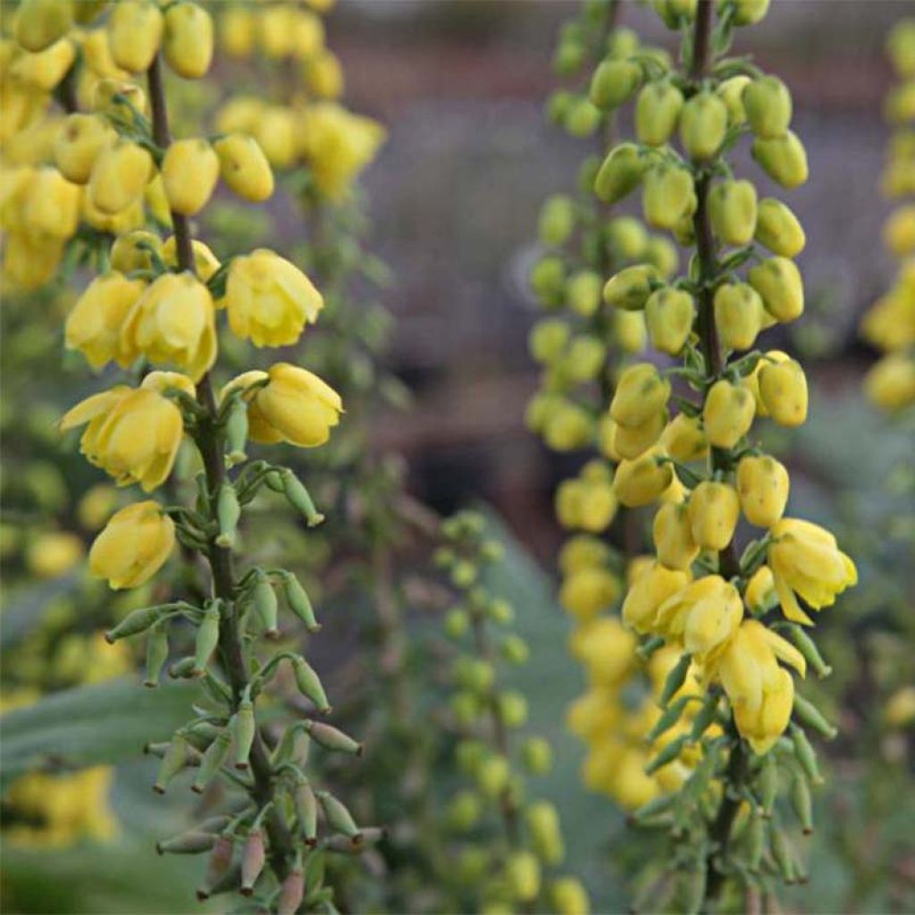 Mahonia x media Winter Sun