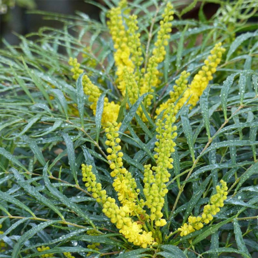 Mahonia Soft Caress - Mahonia hybrid