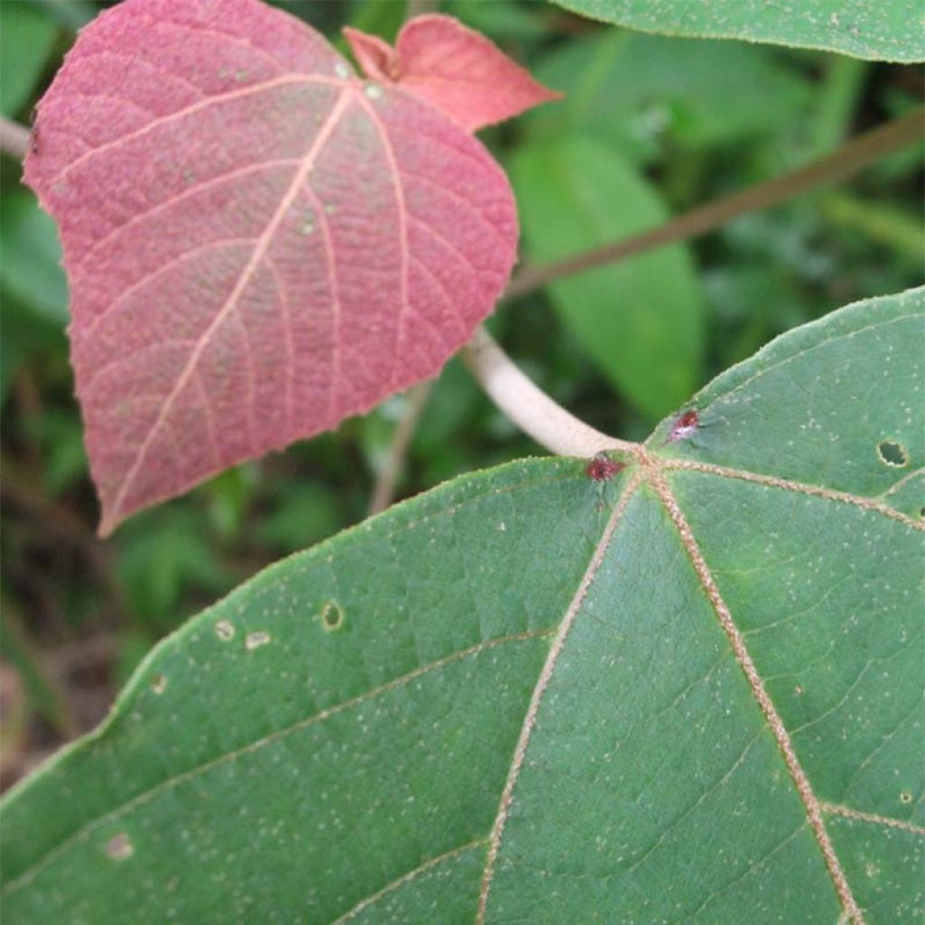 Mallotus japonicus