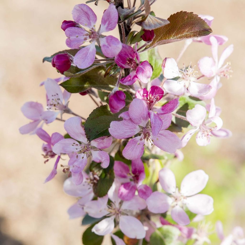 Malus transitoria Appletini - Crab Apple