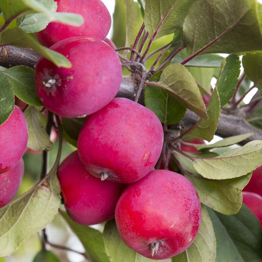 Malus transitoria Appletini - Crab Apple