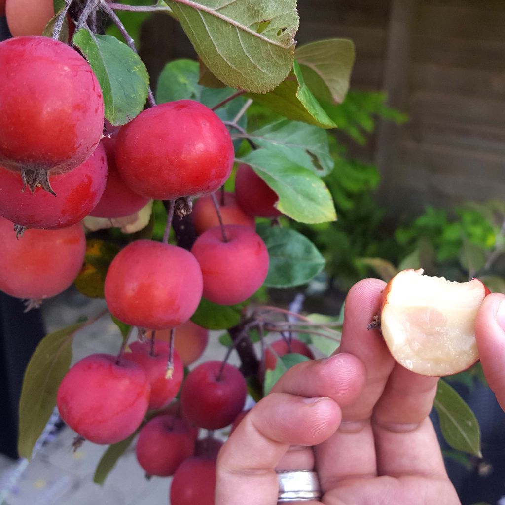 Malus transitoria Appletini - Crab Apple