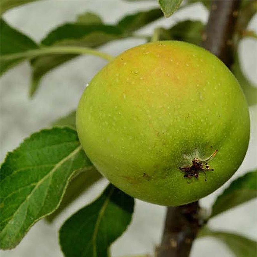 Apple Tree Belchard - Malus domestica
