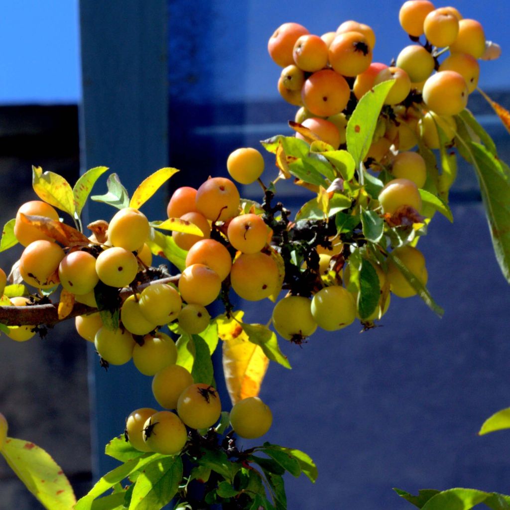 Malus zumi Golden Hornet - Crab Apple