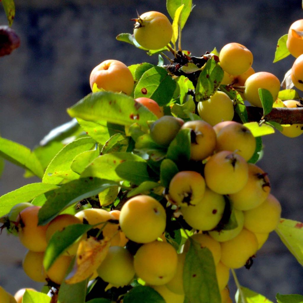 Malus zumi Golden Hornet - Crab Apple