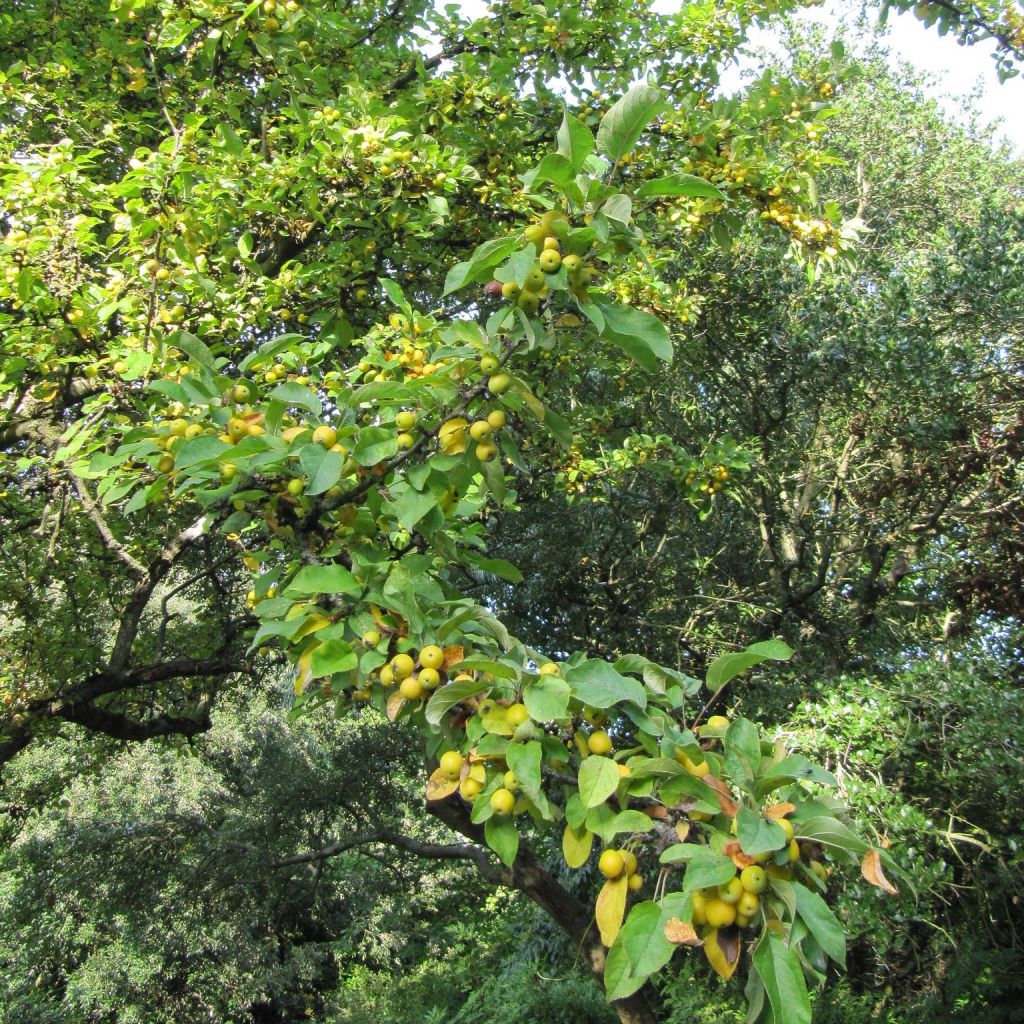 Malus zumi Golden Hornet - Crab Apple