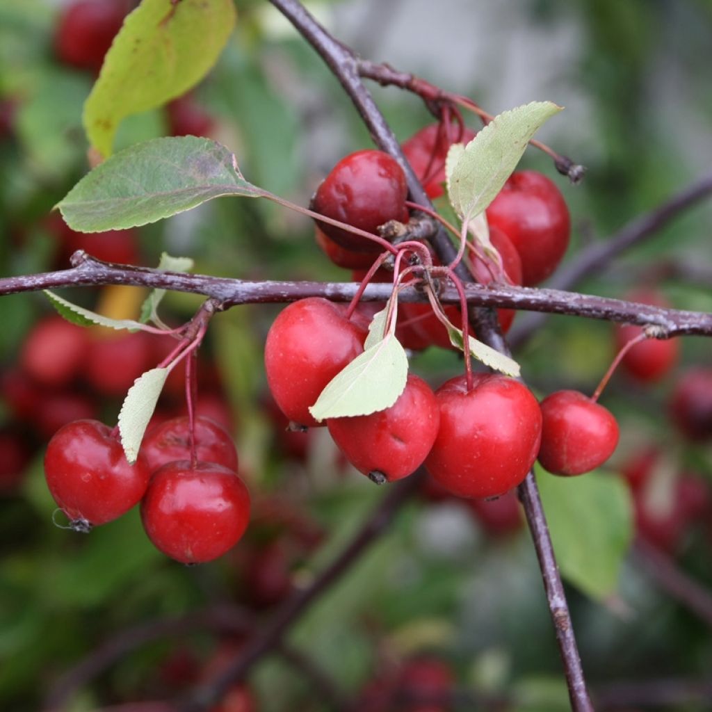 Malus Red Sentinel - Crab Apple