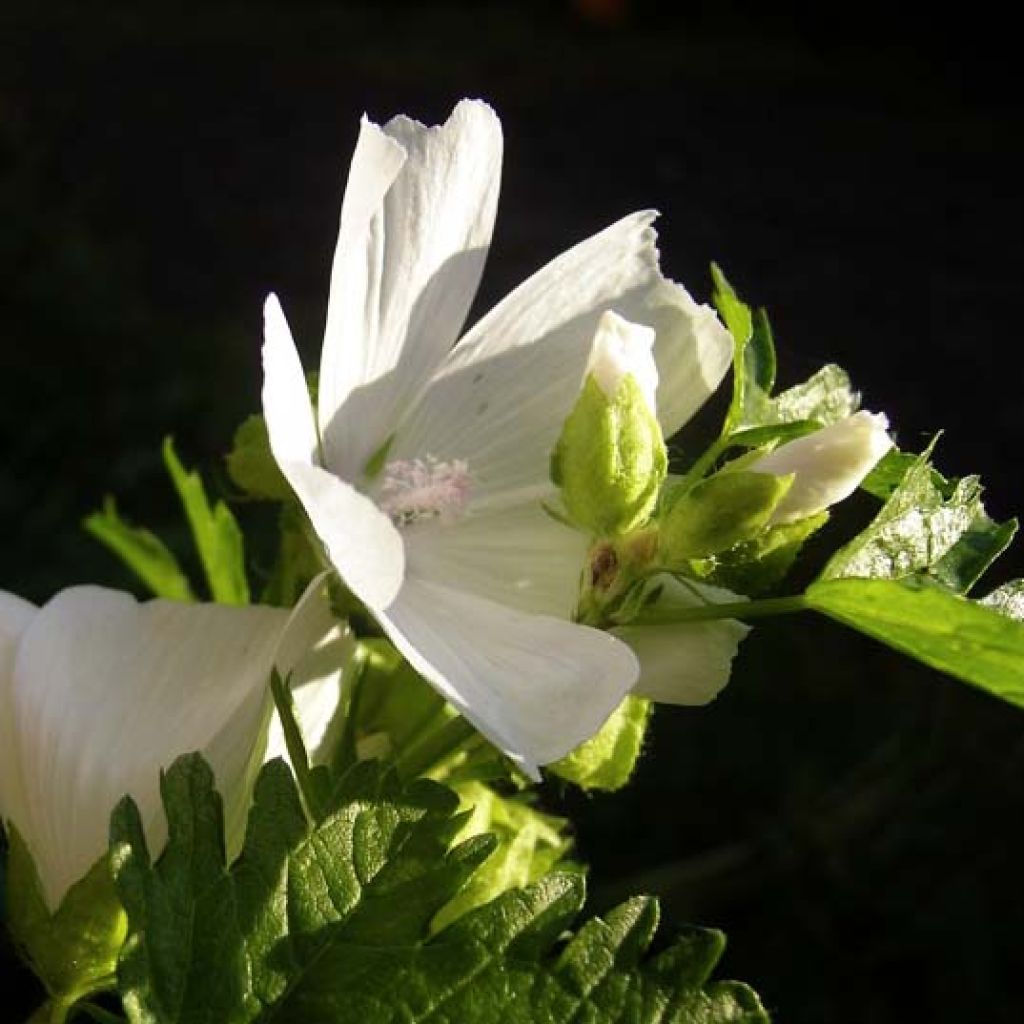 Mauve blanche - Malva moschata Alba