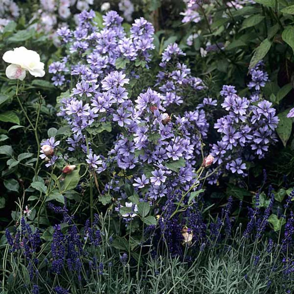 Mauve Sylvestre, Malva sylvestris Primley Blue