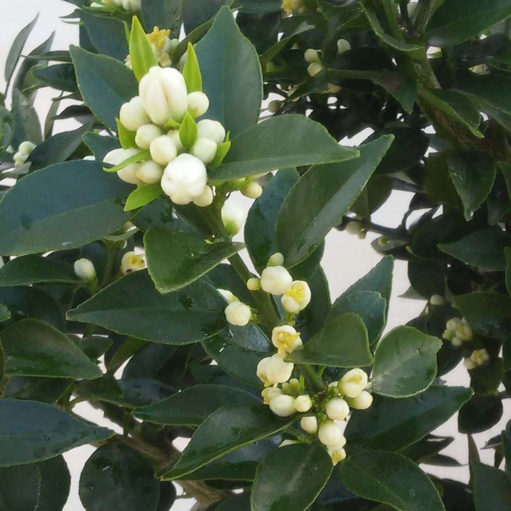 Chinese Mandarin Tree - Citrus myrtifolia