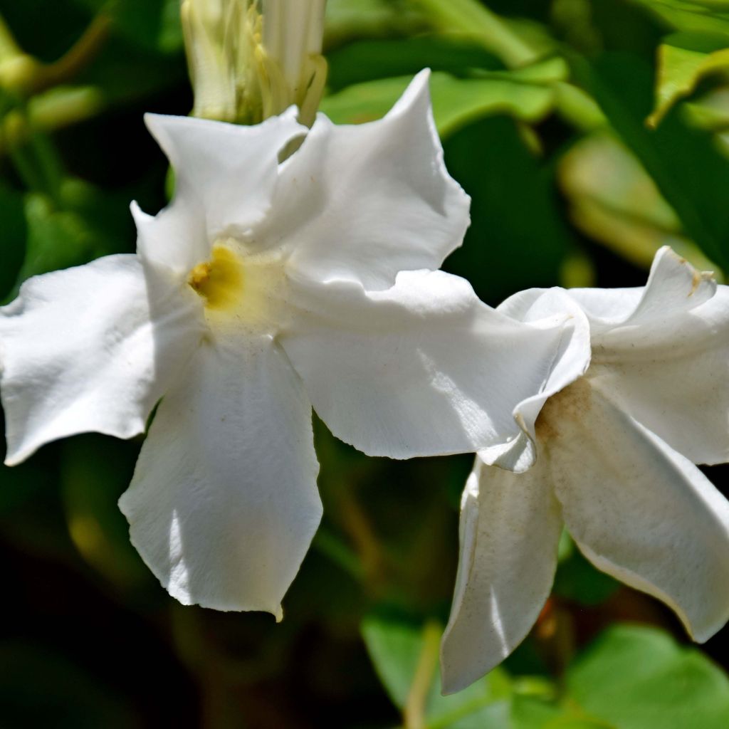 Mandevilla laxa