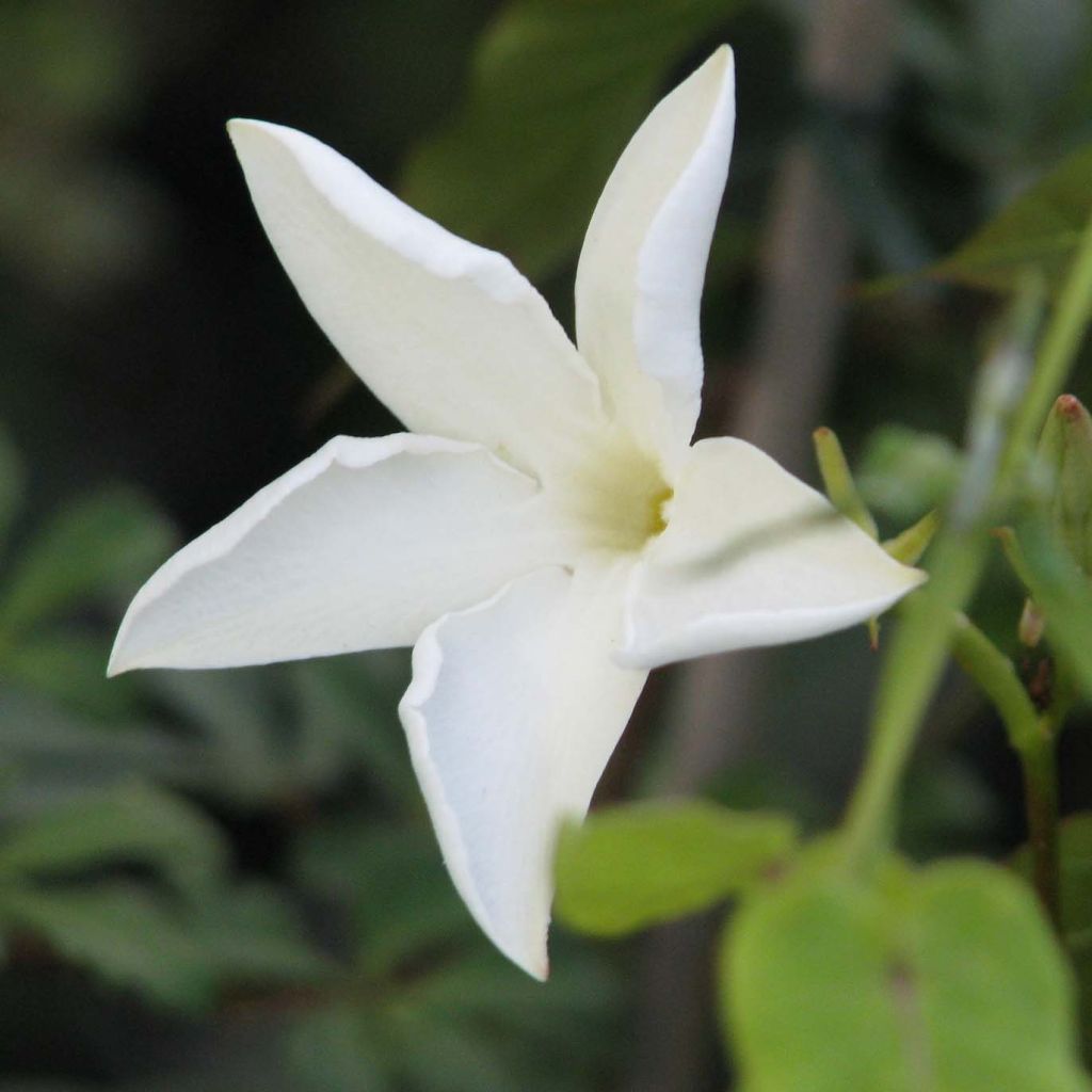 Mandevilla laxa