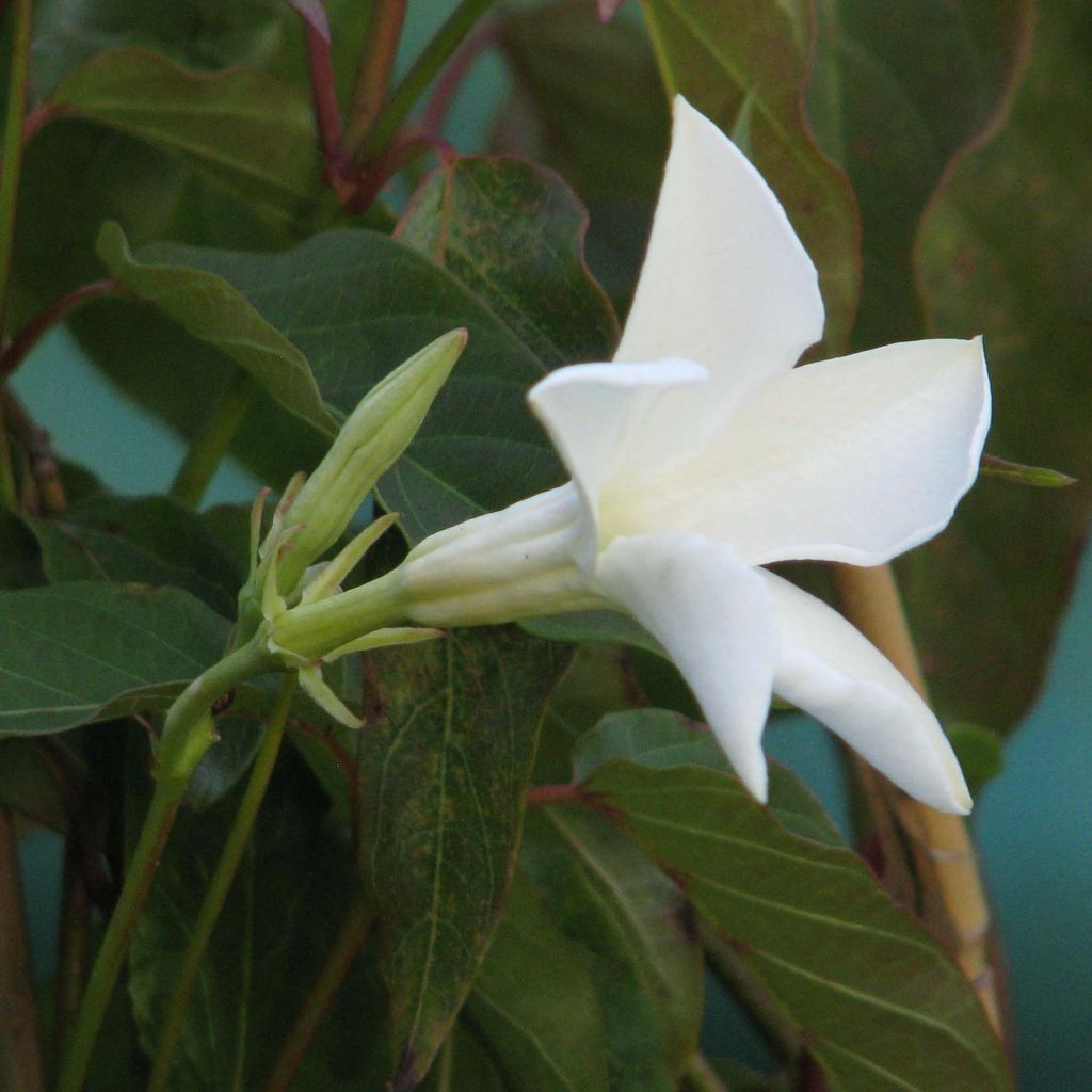 Mandevilla laxa