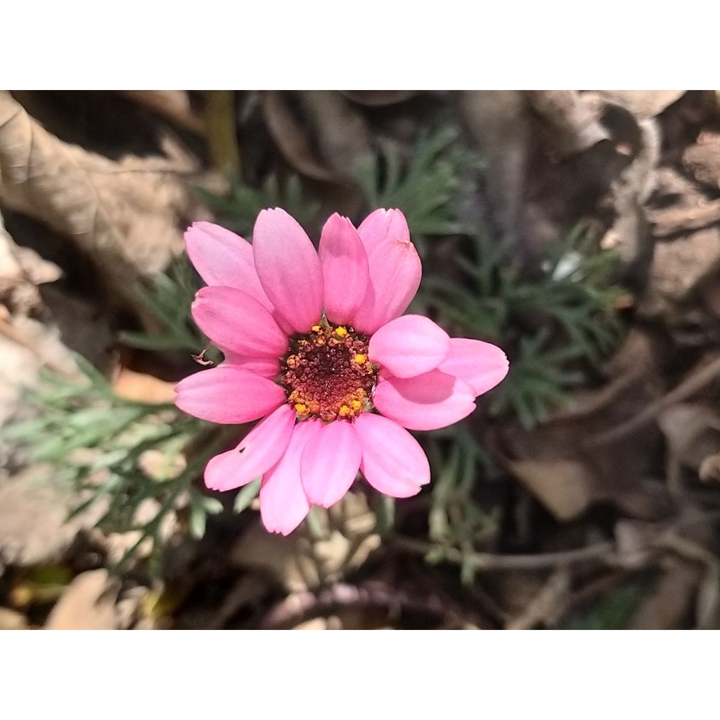 Rhodanthemum hosmariense African Rose - Moroccan Daisy