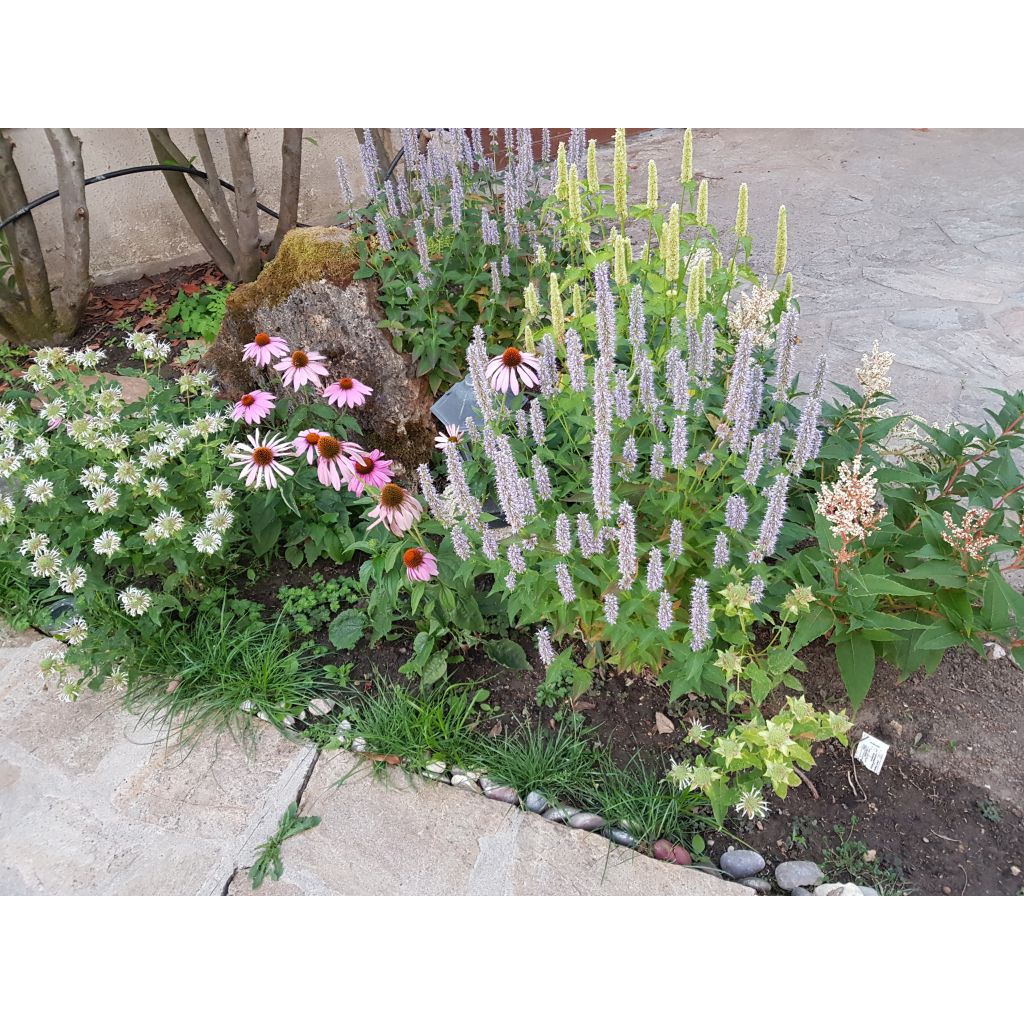 Summer flowerbed