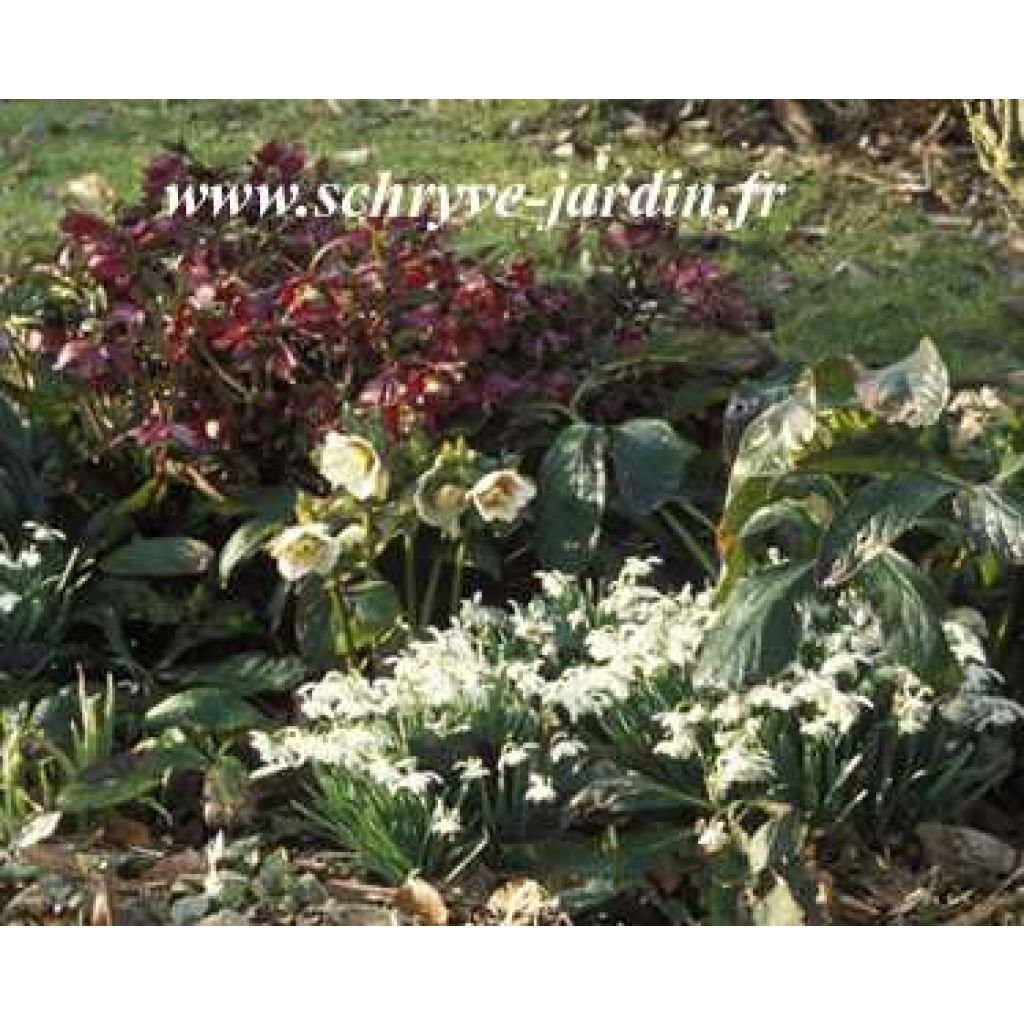 Helleborus x hybridus Mix - Hellebore
