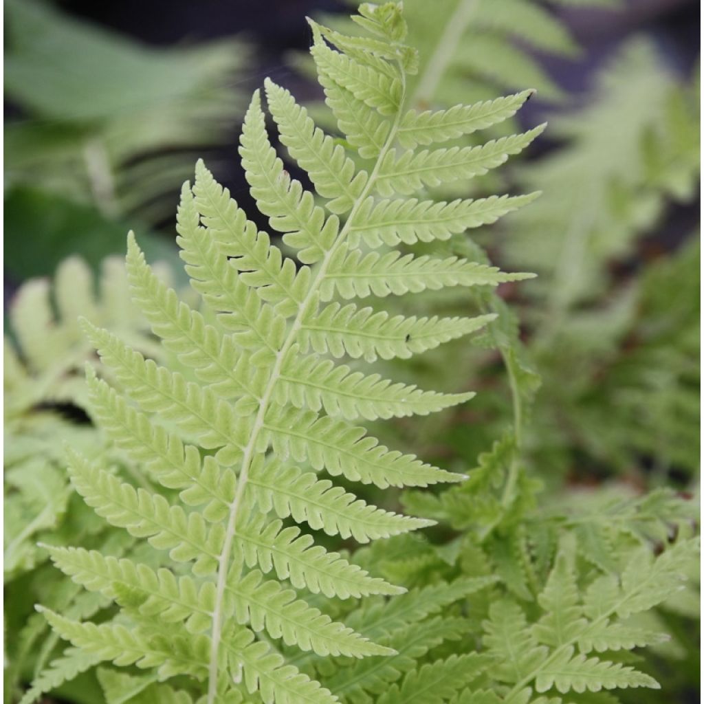 Matteuccia struthiopteris var. pensylvanica - Ostrich Fern