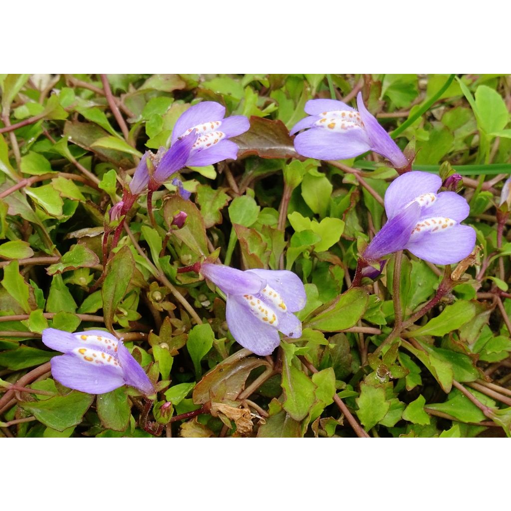 Mazus miquelii