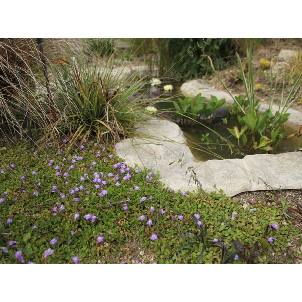 Mazus miquelii