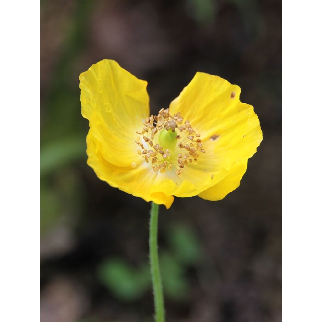 Meconopsis cambrica - Blue Poppy