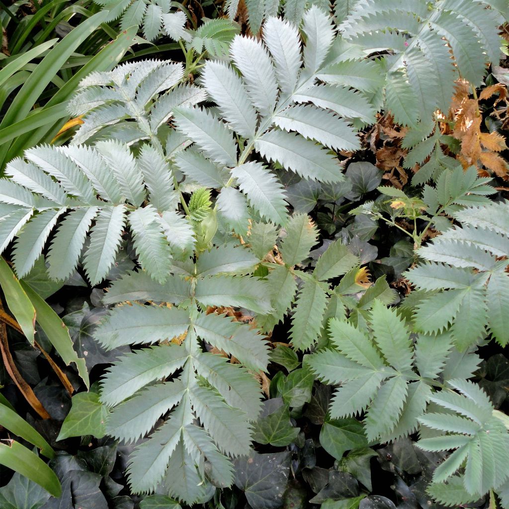 Melianthus major