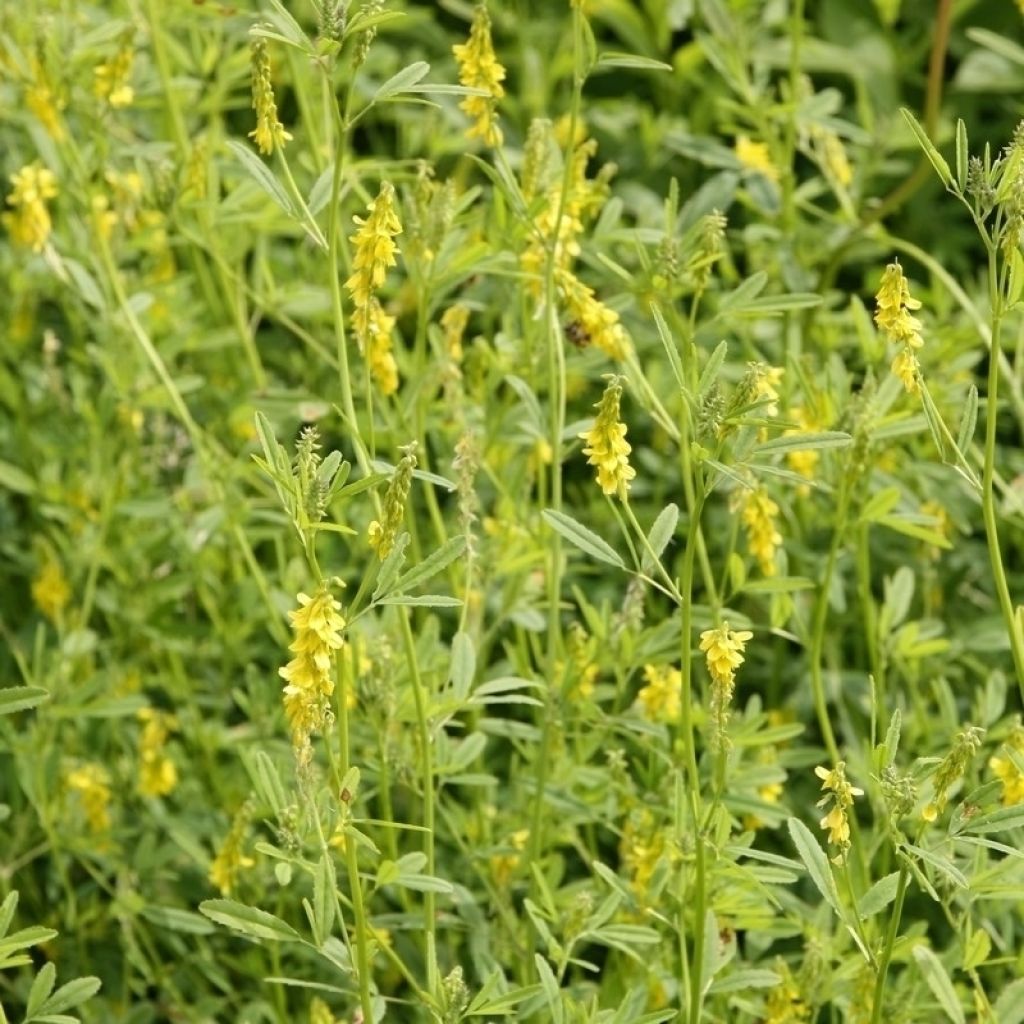 Yellow Melilot 250 m² - Green Manure