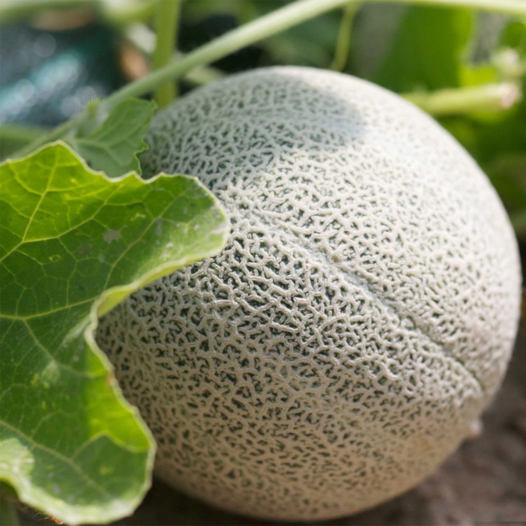 Melon Chilton Bio -Ferme de Ste Marthe