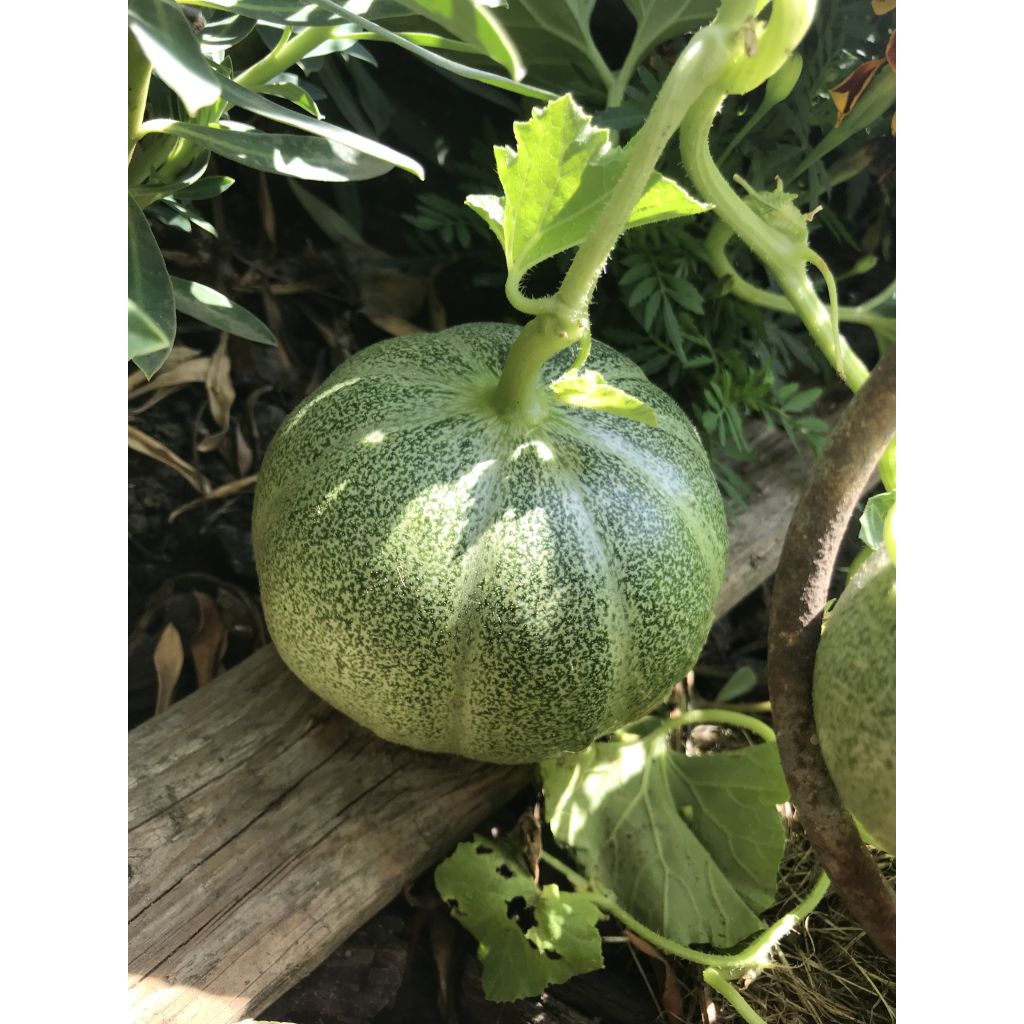 Cucumis melo Petit Gris de Rennes