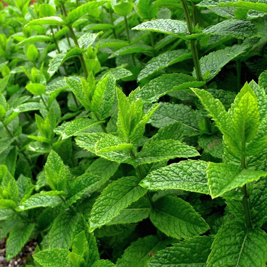 Organic Mentha piperita in Plants