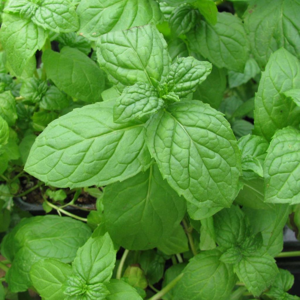 Spearmint - Mentha spicata in organic plant cultivation
