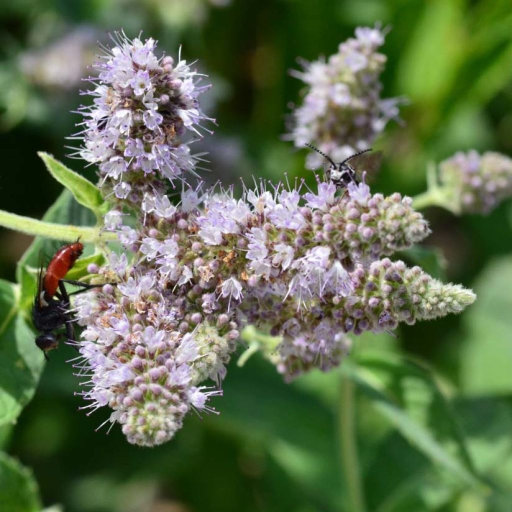 Buddleia Mint - Mentha longifolia Buddleja