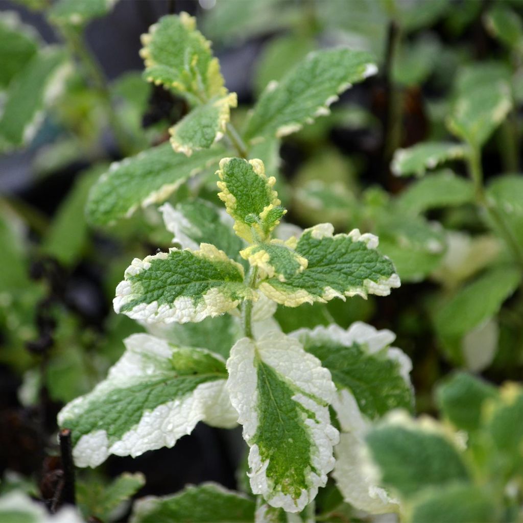 Variegated Mint - Mentha suaveolens Variegata