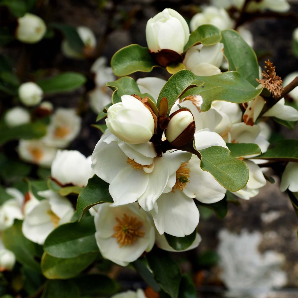 Magnolia yunnanensis Gails Favourite