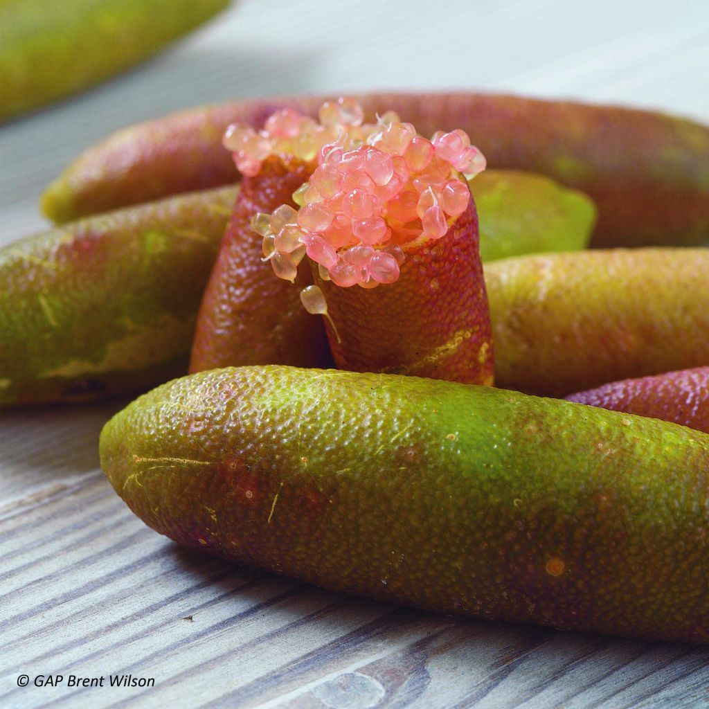 Finger Lime - Microcitrus australasica