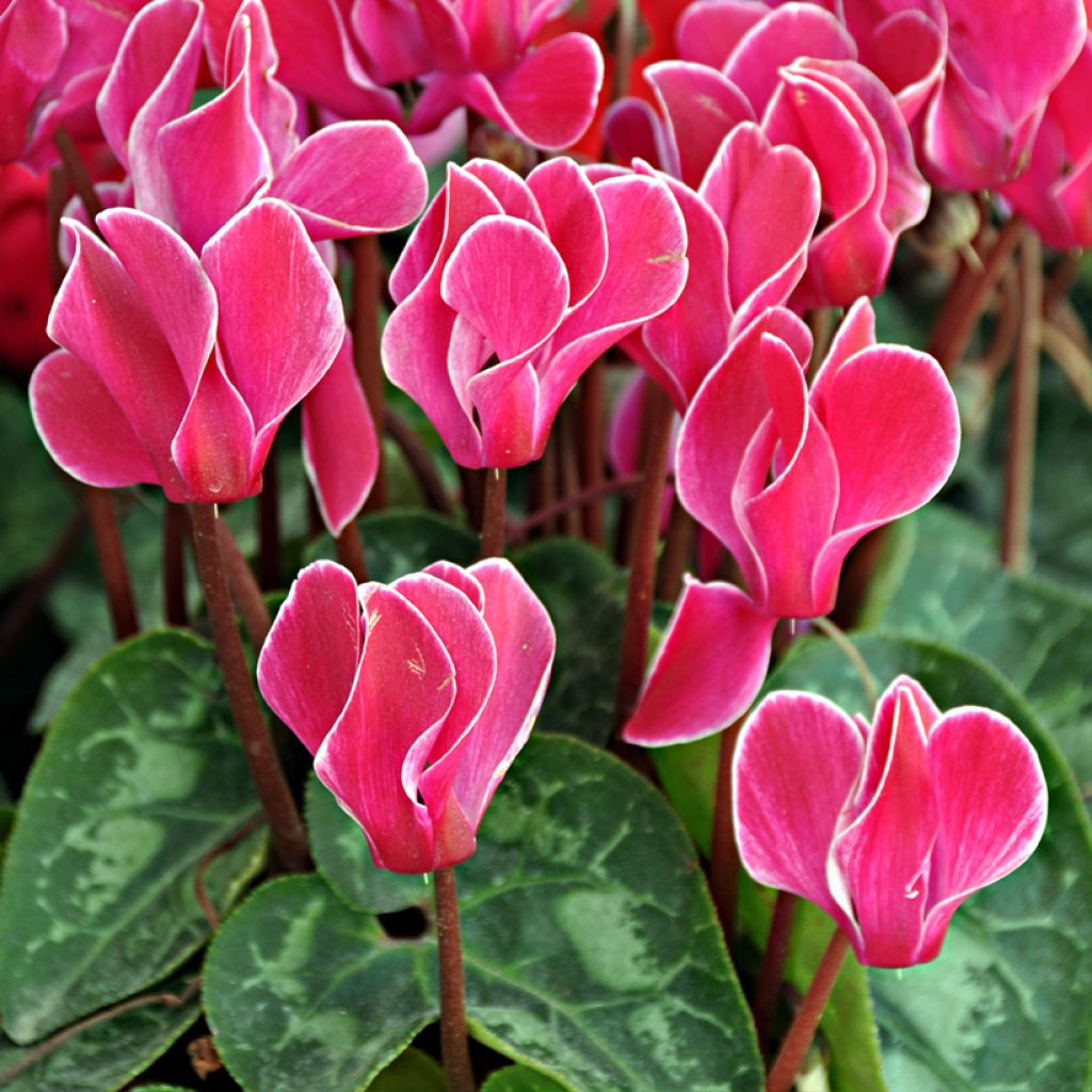 Mini Cyclamen Bisou Magenta - Cyclamen hybride