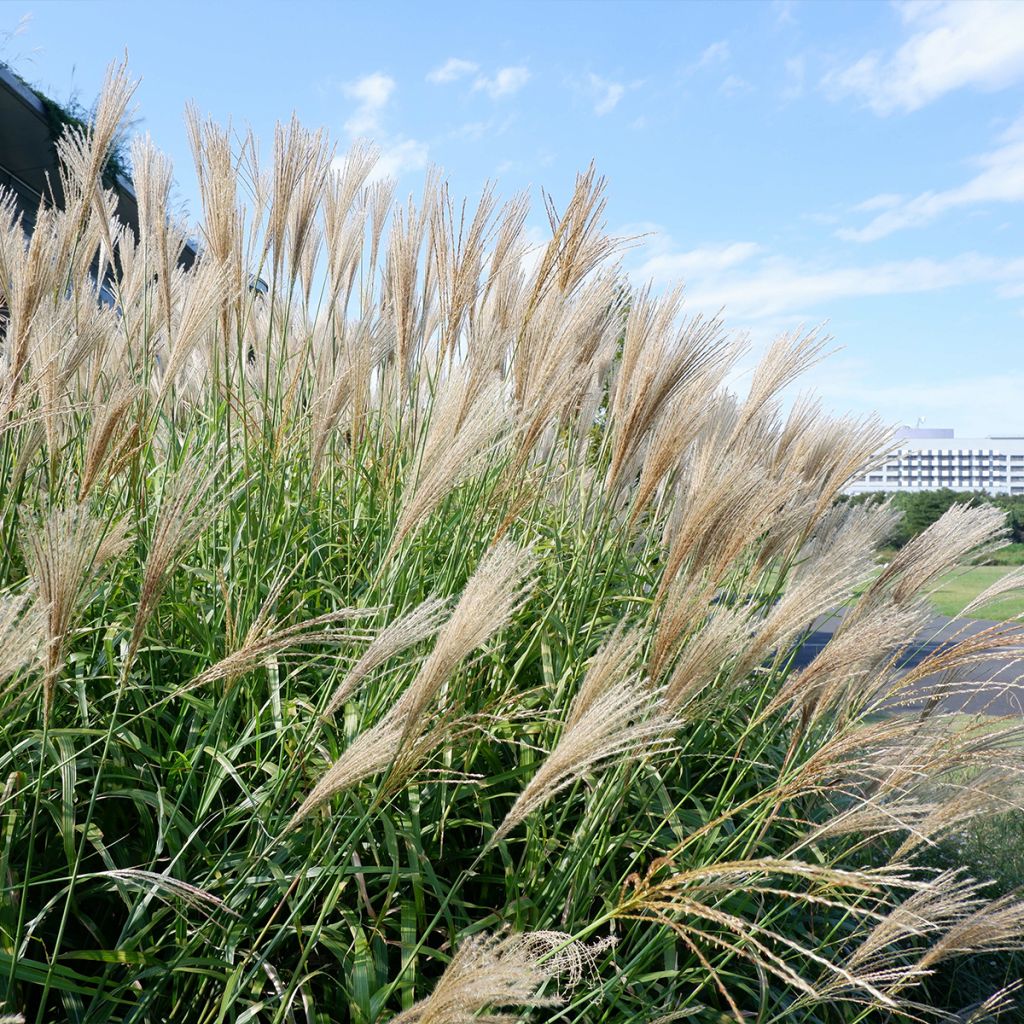 Miscanthus floridulus - Roseau de Chine, Eulalie gigantesque