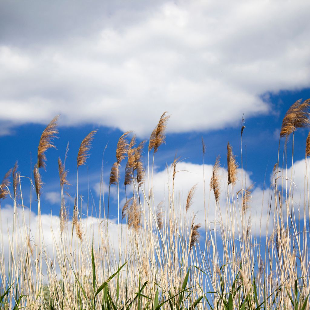 Miscanthus floridulus - Roseau de Chine, Eulalie gigantesque