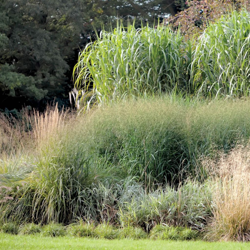 Miscanthus giganteus