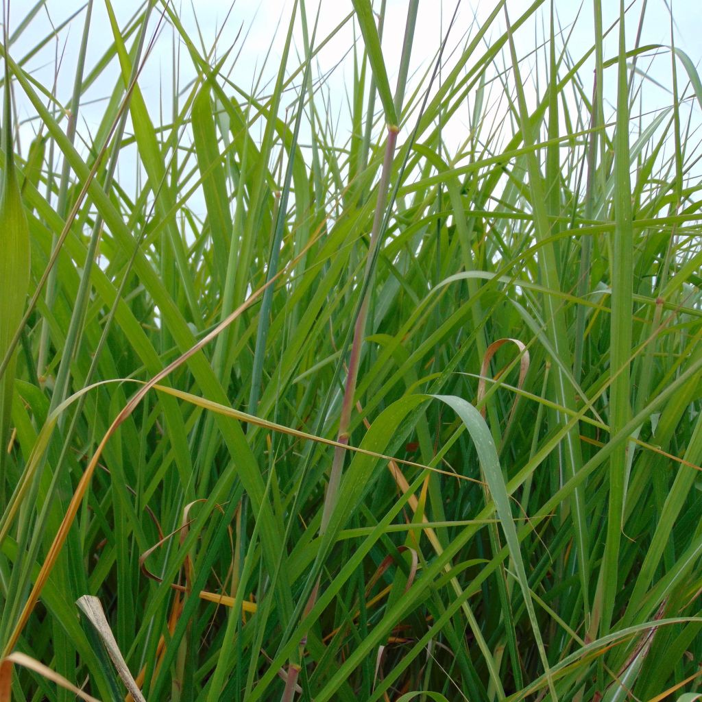 Miscanthus giganteus